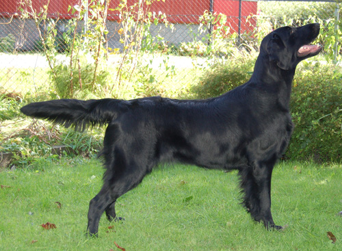 Nova - a flatcoated retriever
