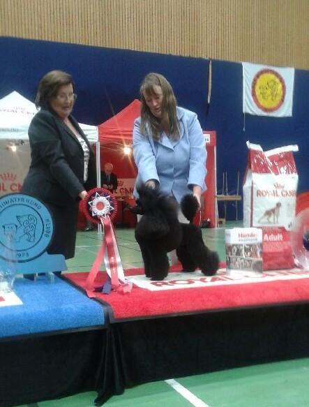 Dog show