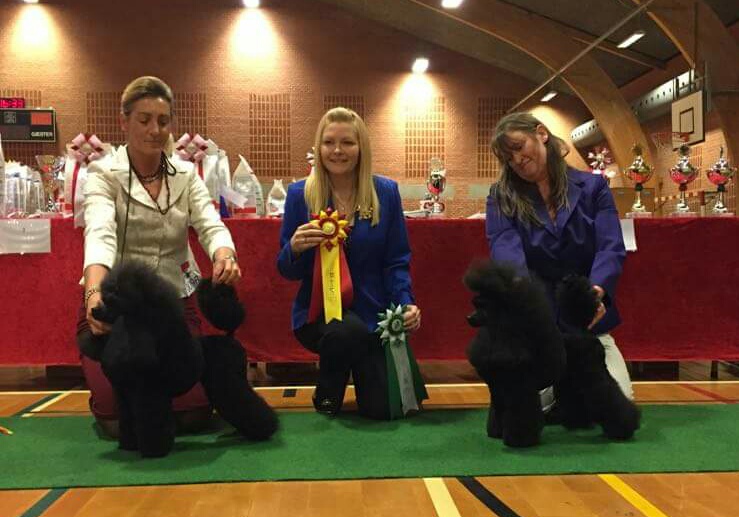 Poodle show in Denmark