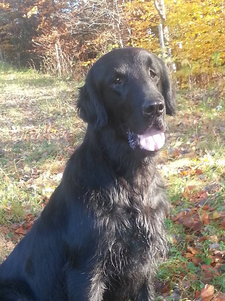 Shadow - a flatcoated retriever