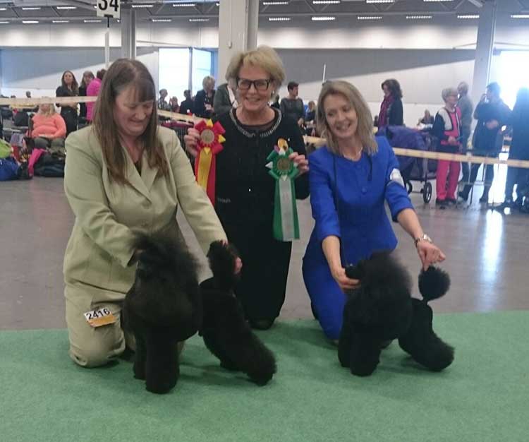 Poodle show in Stockholm